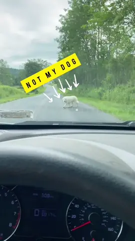 Not my dog part 2 #rescue  #dogsofttiktok #imsoproudofyou #herecomestheboy #foryou