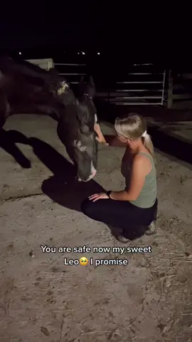 Another auction horror story save with @blackmtndraftrescue 🥺💙 #rescuehorse #horse #horsesoftiktok #equestrian #FerragamoLetsDance
