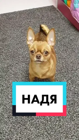 Огромный привет всем Наденькам😘