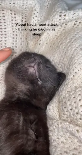 yeah I think my heart stopped for a sec #fyp #foryou #cats #catsoftiktok