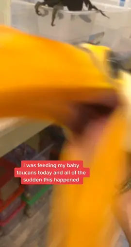 Big sister was not having it with little brother 😂 #toucans #tocotoucans #parrotmountain #greatsmokymountains #babies #fyp #xyzbca #animalsofitktok