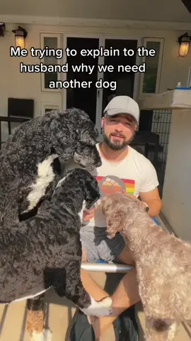 The more the merrier right? 🥴 #dogsoftiktok #husbands #bernedoodle