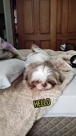Hello 🐾@jullyshihtzuoficial #hellotiktok #shihtzufilhote #humor #meupet #vidadepet #comediatiktok #viral
