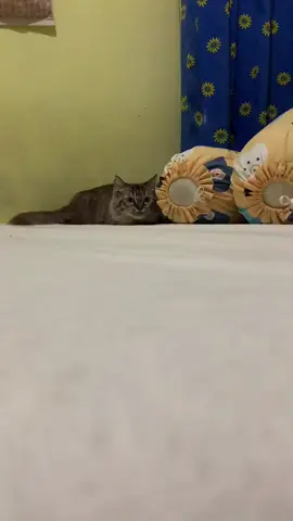 Milo🐱 #cat #cats #catsvideo #catsoftiktok #catsmoves #catlovers