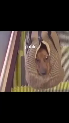 What da dog doin 🙃 #f #fyp #fypdoesntwork #pablo #meme #tiktok #w #whatdadogdoin #whatthedogdoin
