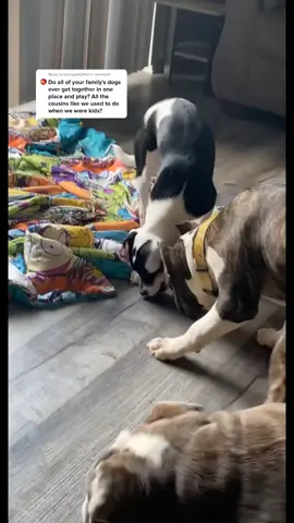 Reply to @strongladylifter all the time💕 #dogfamily #PetsOfTikTok #dogmomlife @papayaaaloveskoko (show my niece some love y’all) 🥰