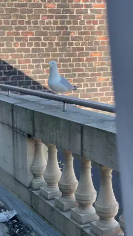 This is Gully. She lives on my balcony with her huge baby. She’s loud. Oh yeah, and she barks. #seagull #bark #liverpool #bird #balconyview #noisy