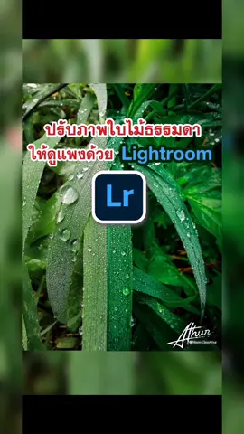 เทคนิคปรับภาพใบไม้ธรรมดาให้ดูสวยดูแพงด้วยแอพ Lightroom #เรียนถ่ายรูป #แต่งไงได้งี้ #tiktokติวเตอร์ #tiktokuni #เรียนออนไลน์ #Lightroom #ช่างภาพ