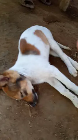 Tangi su asu , #fyp #humor #foryoupage