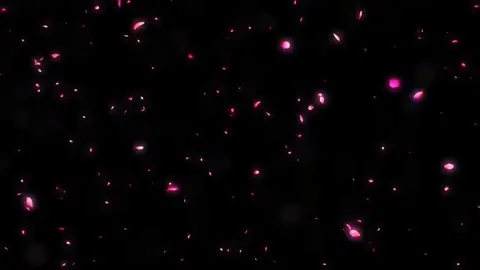 Share hiệu ứng hoa anh đào rơi #🍀✨fankpopbp🇰🇷 #👑princekhan👑 #xuhuong #❤️❤️