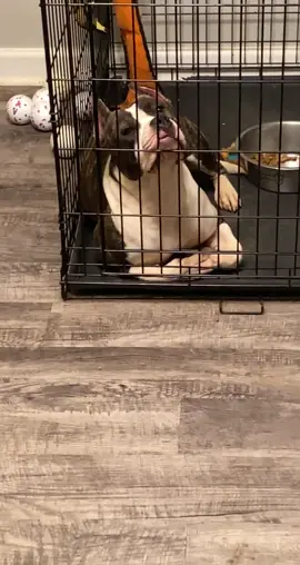 Come get y’all folks🤣🤣🤣 #famousdogsoftiktok #cleanuptime #3dogstho #petsontiktok