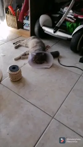 gato desactivado#gato #revolucionmichi