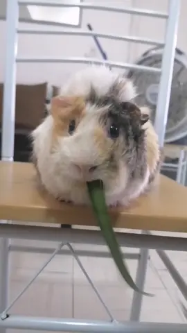 #namnamnamnamnamnamnam #cuyo  #cobaya  #mascotas