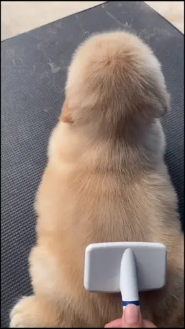 #puppy #doggy #goldenretriever #dogsoftiktok #pet #PetsOfTikTok #cute #dog #foryou #foryoupage #fypシ