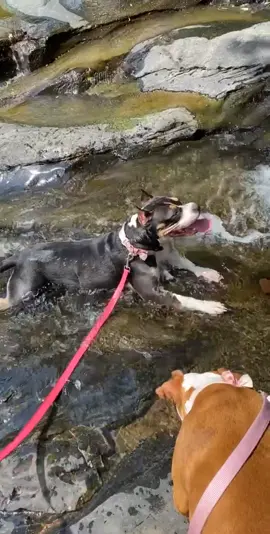 Snapchat memories from today. Rest In Peace Ivyuna. I miss you so much 💔 #doggyheaven we didn’t even know she liked water this much 🤣🤣🥺