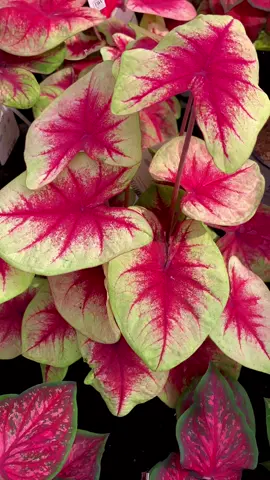 Caladium is so cool!😍 do you agree? 🪴 #vivaifrigomassimo #caladium #caladiumlovers #caladiumplants #homeplants #plantsoftiktok