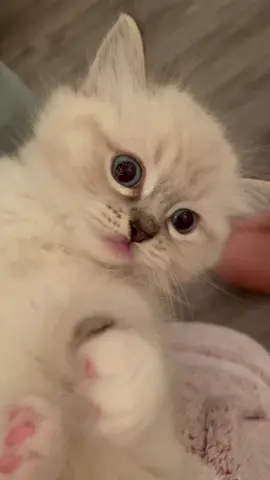 I can always tell which kitten is Cookie just by looking at their eyes. She has the biggest blue eyes of the kittens