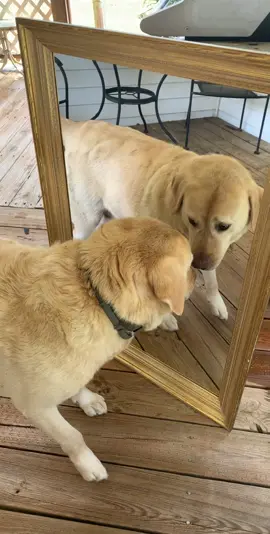 Jasper hates mirror dog. Volume UP 🤣🤣🙄 #mirrordog #yellowlab #labradorretriever #derpdog #labsoftiktok