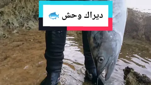 ديراك وحش مشاءالله 🐟🎣#صيد#سمك #صيد_السمك #السعودية #fyp #tuna #monster #rod #jeddah #SaudiArabia #ksa #sports #fish #fishing #casting #REDSEA
