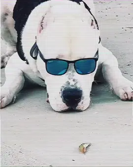 Dogo’s del Mundo Yeti #DontQuitYourDaydream #dogo #floridadogoguy #dogosdelmundo #dogoargentino #pitbull #pit #florida #pittie #dogsoftiktok