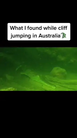 Finding fun suprises while cliff jumping in Australia! #australia #cliffjumping #crocodile #reptile #croc #snorkeling #freediving #jump #fy #fyp