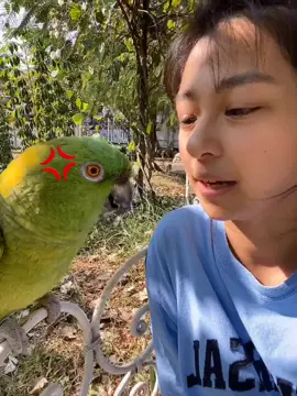 sasha covid 😂 #amazonparrot #parrot #sasha #jacquelinewijaya #pet #birdlover