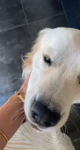 Ayez un chien aussi serviable que Rio 🥺😍😂 #goldenretriever #goldenretrieverlife #fyp #foryou #pourtoi