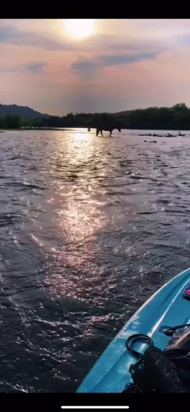 📍The Salt River #LeadWithLove #DontQuitYourDaydream #summervibes #exploring #wildhorses