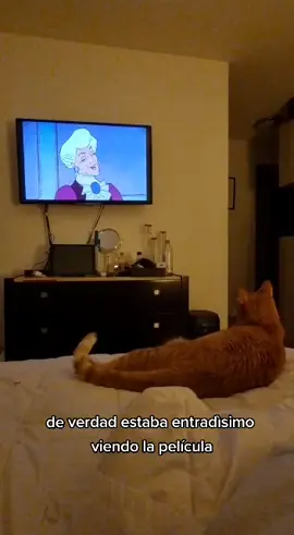 felino cinéfilo #cats #catsoftiktok #funny