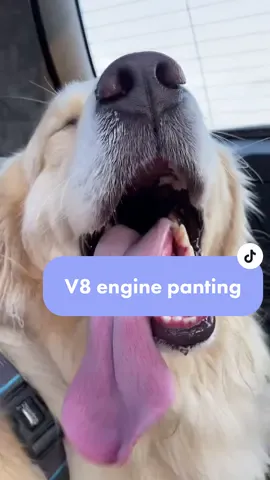 VOLUME UP (just after 10 mins of ballie playing) #fyp #funnydog #heatwave #Summer #goldenretriever #hot