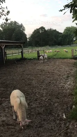 #sneezingsheep#viral #fypシ #blowup First Video