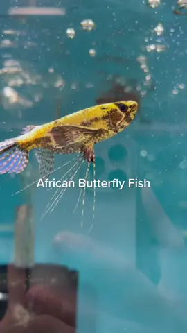 #africanbutterflyfish #butterflyfish #aquariumhobby Availble now at AFD! #aquariums #aquariumfish #freshwaterfish #freshwaterfishtank