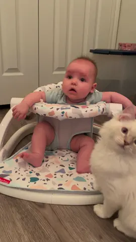 It's play time for the kittens and Blossom!!