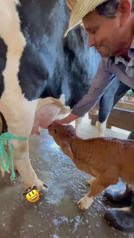 Mama bezerro!! #bezerro #fazenda #fazendeiro #euamofazenda #vidaboa #foryou #viralvideo