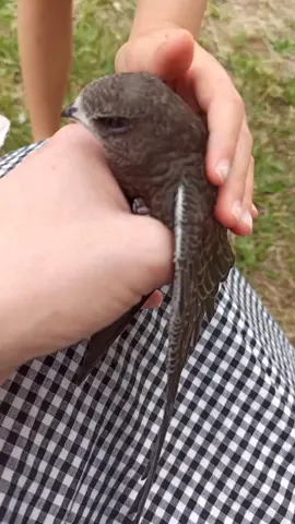 common swift rescue ❤️ #birdies #naturelover #sosweet #martinetnoir