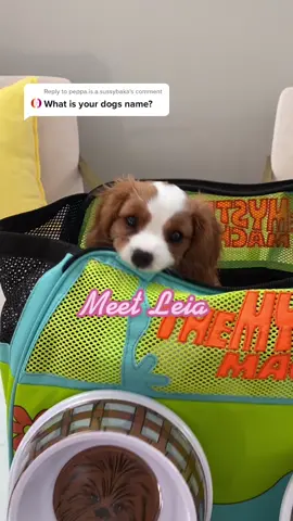 Reply to @peppa.is.a.sussybaka hehe 🐶 text to speech says #princessleia wrong ✨ #puppylove #puppiesoftiktok #kingcharlescavalier #doglove #pets