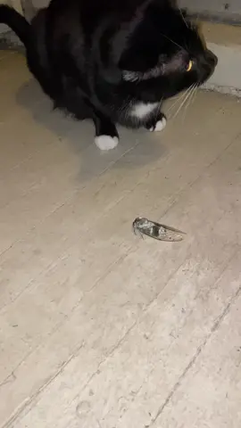 #catsoftiktok #cicada