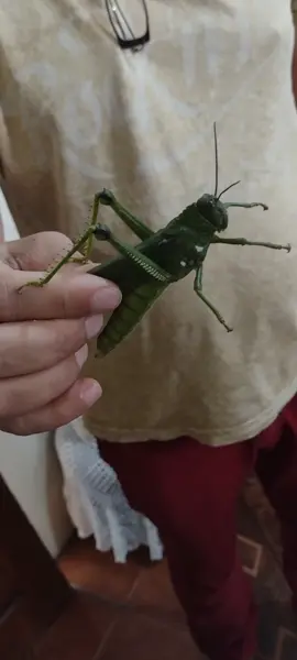 #gafanhotogigante  #gafanhotos #gafanhoto #fypシ #fy #foryou #vira 😱😱😱