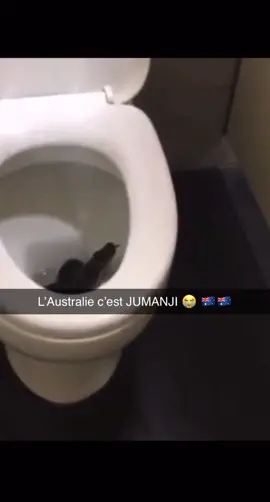 On est daccord ? 😭 🇦🇺🇦🇺 #australia #travel #animals #meme #cute #dangerous #snake #toilet #DIY #DIY #fypシ