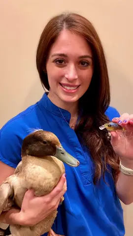 Please like and share to spread awareness! 🦆 #duck #fishing #wildlife #animals #vet #LeadWithLove #ClearGenius #veterinarian