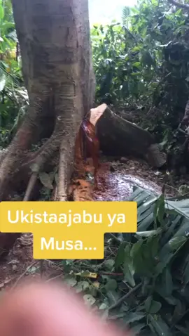 A bleeding Tree??🤯🤯 #wierd #paranormal #amazed #kenyantiktok