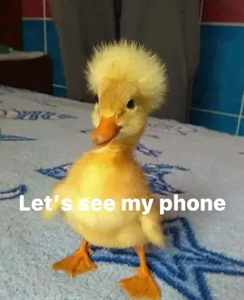 The duck is called jarad 🥸 #jarad #meme #phone #lockscreen #wallpaper #duck #fup #fyp #viral #virall