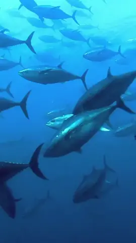 The Bluefin Tuna. One of the ocean’s fastest predators. #viral #fyp #stayhome #fishing #kingfish #tuna #spearfishing #underwater #photgraphy #ocean