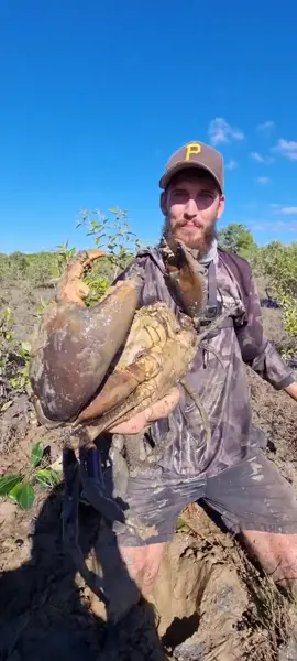 massive crab in a small hole #tiktok #youpage #foryou #fyp #4u #mudcrab #virl #fishing #scary #adventure #hole #crazy  🎥 @seanosadventures