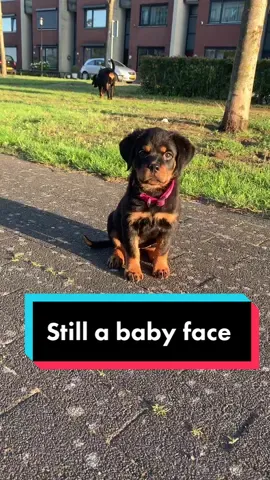 12 months later , still a baby face 🙈 #gangrottie #rottweiler #growup #dogs #puppy #cutedog #thenicegirlx #foryou #fyp #insane #babyface