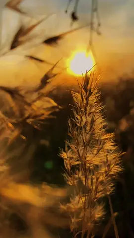 Nih buat bahan vidio. yang mau nulis kata2 di persilahkan... #fyp#bahanvideo#mentahan#sunset