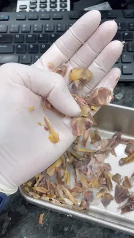 Please know the risks of giving your dogs bones and table food #vet #vettech #fyp #fy #chicken #eat #dog #dogsoftiktok #medical #feed #pet