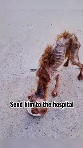 #rescuestraydogs #iloveyou