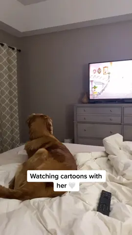 I play cartoons just for her ✨🤍 #goldenretriever #goldenretrieverlife #goldenretrieverpuppy #dog #dogsvideo #puppylove
