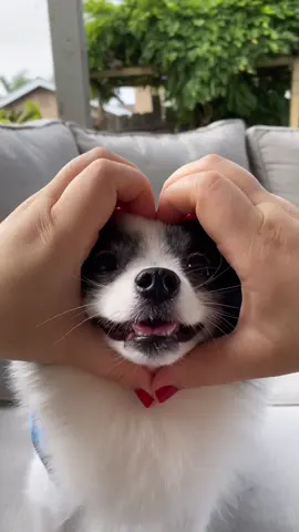 Behind the scenes of a snoot trick #puppy #dogtricks #tutorials